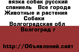 вязка собак русский спаниель - Все города Животные и растения » Собаки   . Волгоградская обл.,Волгоград г.